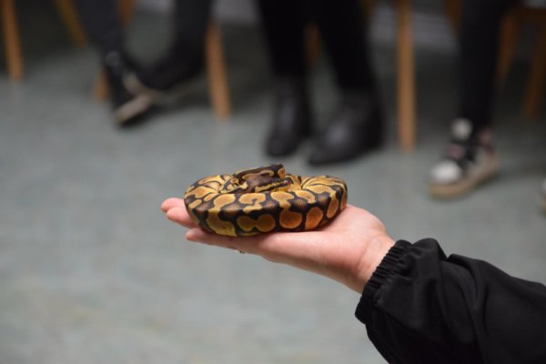 Zdjęcie przedstawia prezentację węży